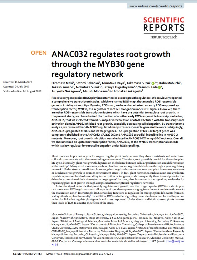 2019 ANAC032 regulates root growth through the MYB30 gene regulatory network